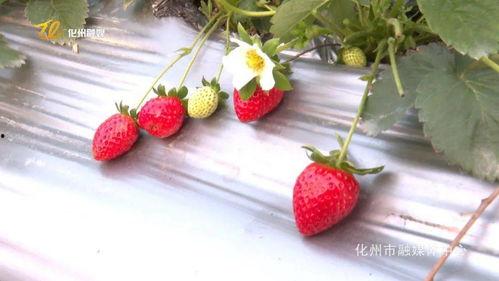 草莓娱乐爆料,明星幕后故事大揭秘 第3张 草莓娱乐爆料,明星幕后故事大揭秘 第3张